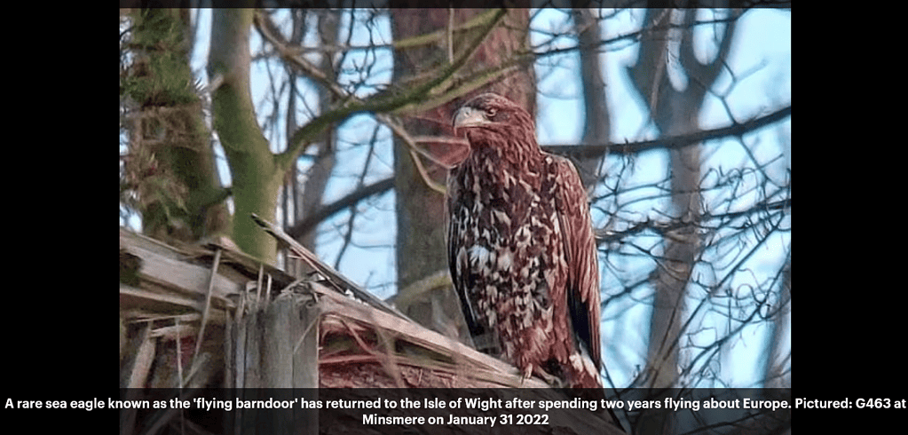 lying-barndoor-eagle-returns-to-the-Isle-of-Wight-after-two-years the ancient guru